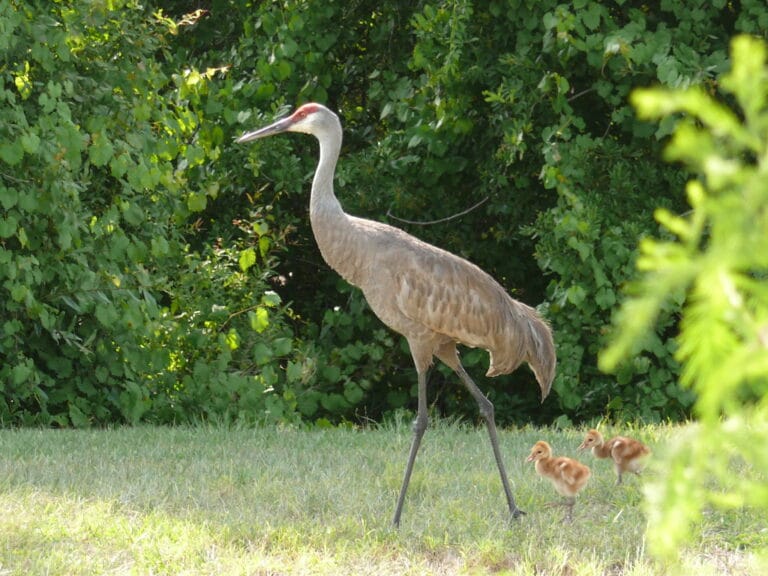 2011 04 28 Sandhill Cranes With Chicks