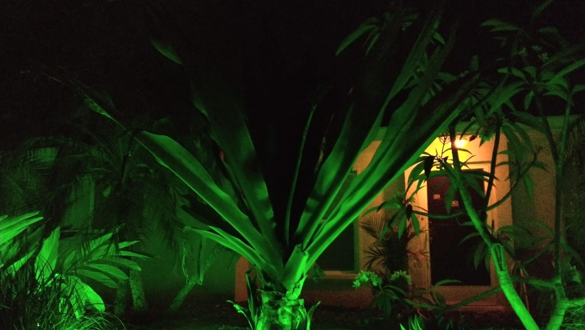 Home With Lighting Under Plants