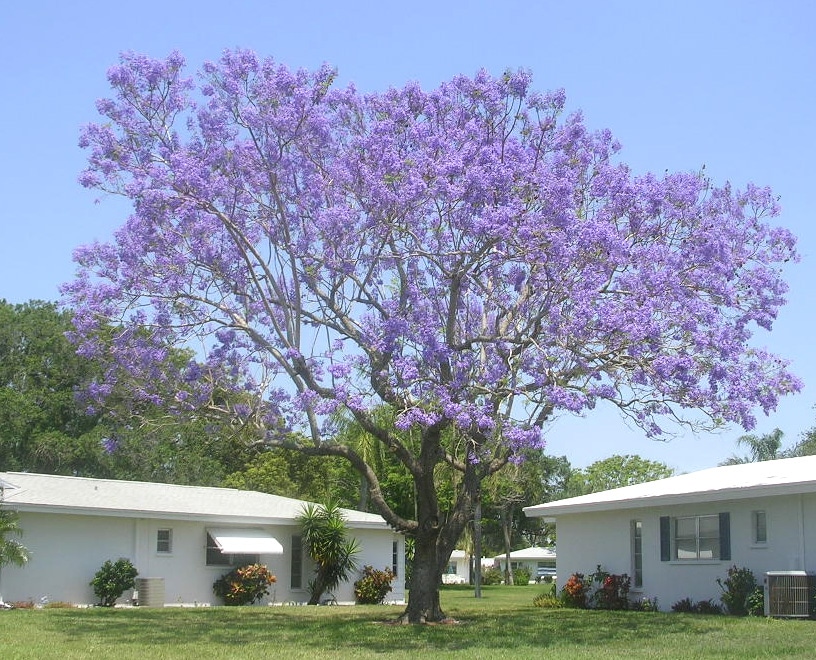 Jacaranda Tree Near Gulf Gate By Roger W